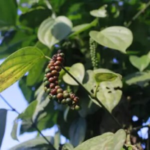 Black Beauty Peppercorn {Piper nigrum}| Organic Heirloom 10 Seeds Free Shipping!