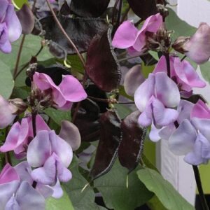 Ruby Moon hyacinth bean vine,  Dolichos lablab  15 Seeds  Free Shipping!
