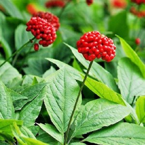 American Ginseng Seeds (Panax quinquefolius) - Fresh Stratified & Ready to Plant