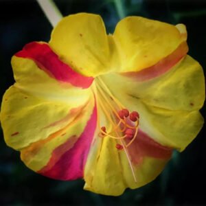 Broken Colors Four O'clock, *NEW Mirabilis Jalapa  50 Seeds   Free Shipping!