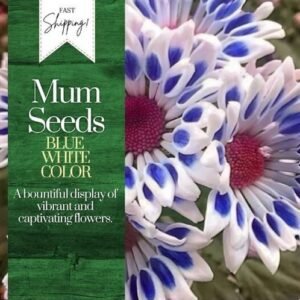 Blue White Mum Chrysanthemum Seeds 200+ Seeds Mum Flower, Flower Seeds Annual